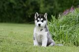 SIBERIAN HUSKY 921